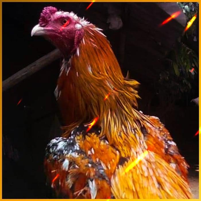 gimixo เว็บตรง สล็อต ฝากถอนออโต้ ไม่ผ่านเอเย่นต์ 2026